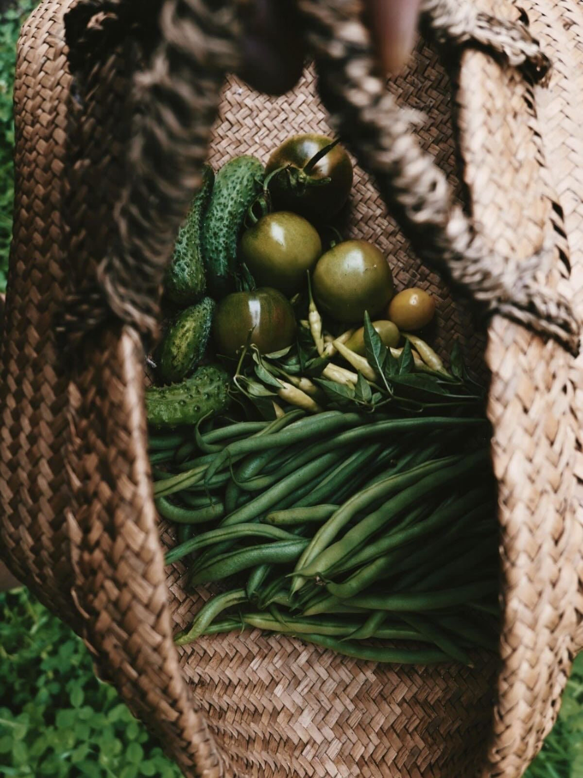 UNA GUIA PASO A PASO PARA COMENZAR TU HUERTA EN CASA